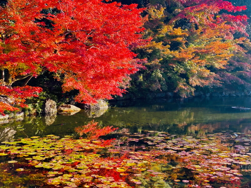 紅葉と庭園
