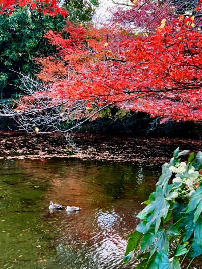 池の様子