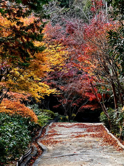 色づく紅葉