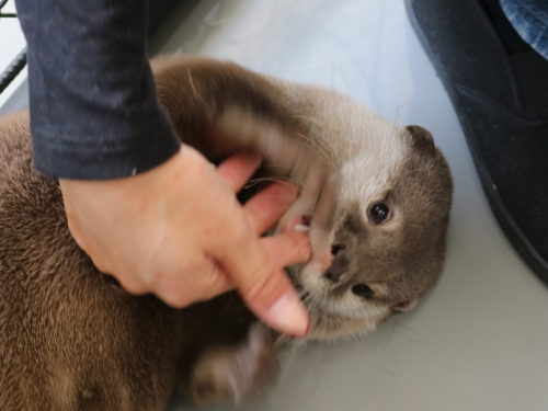 かわうそフレンズ カワウソやハリネズミと遊べるアニマルカフェ 大津通沿い 大須に行こまい