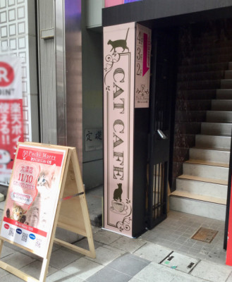 プチマリー 子猫とまったり過ごせるおしゃれな猫カフェ 万松寺通 大須に行こまい